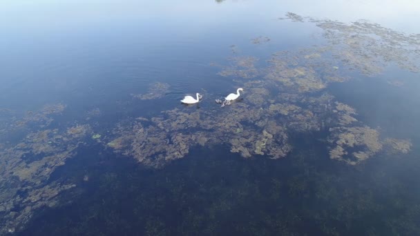 Vue aérienne de la famille des cygnes nageant sur le lac — Video