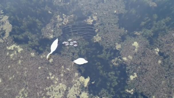 Vista aérea da família de cisnes nadando no lago — Vídeo de Stock