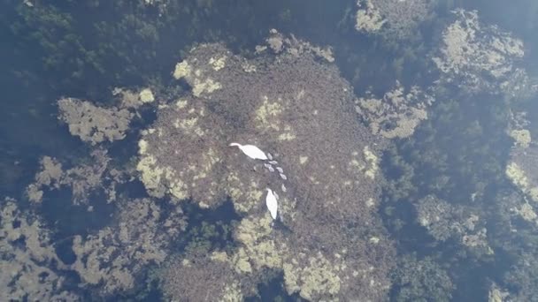 Deux cygnes blancs adultes et leurs petits nagent sur le lac parmi les algues et cherchent leur propre nourriture. Vue aérienne, vidéo 4k 