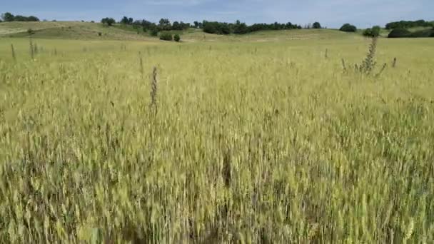 Survoler le champ avec du blé 