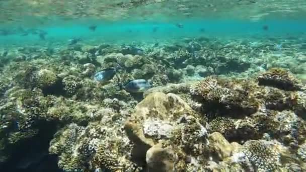 Slow motion onderwater beelden in de rode zee met kleurrijke vissen — Stockvideo