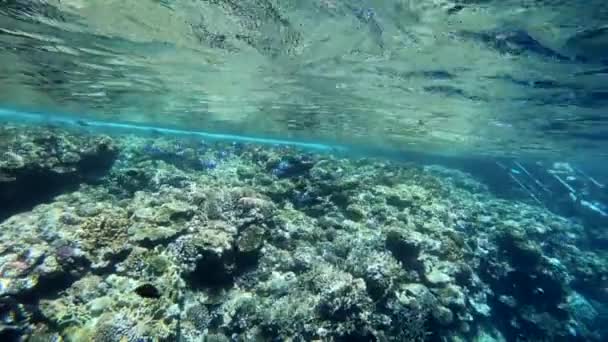 Slow motion onderwater beelden in de rode zee met kleurrijke vissen — Stockvideo