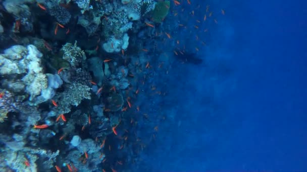 Slow motion undervattens bilder i Röda havet med färgglada fiskar — Stockvideo