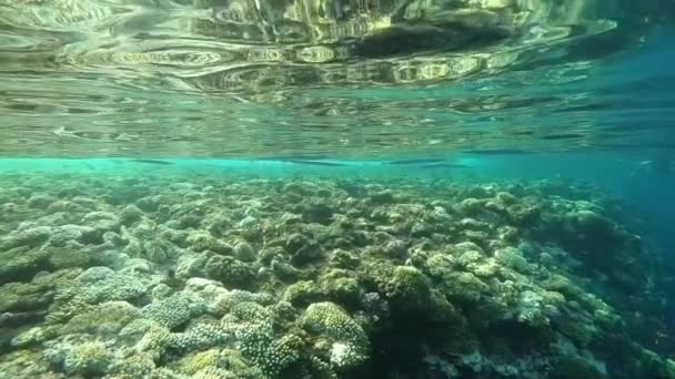 Imágenes submarinas de cámara lenta en el mar rojo con peces de colores — Vídeo de stock