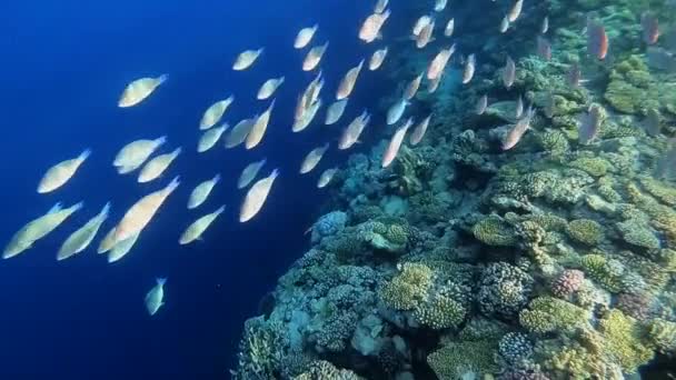 Медленное движение подводной съемки в красном море с красочными рыбами — стоковое видео