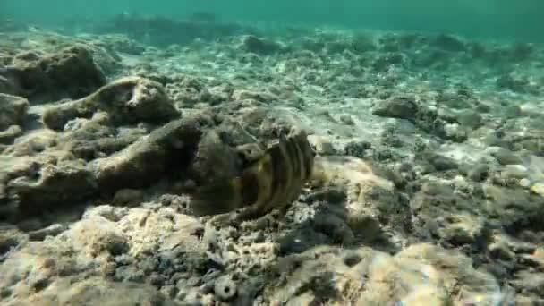 Imágenes submarinas de cámara lenta en el mar rojo con peces de colores — Vídeos de Stock