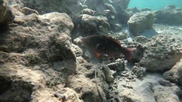 Filmagem subaquática em câmera lenta no mar vermelho com peixes coloridos — Vídeo de Stock