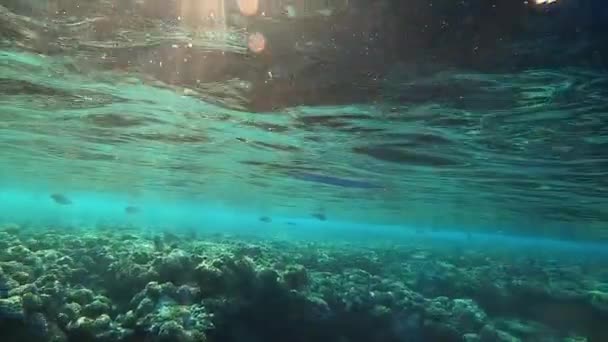 Zeitlupe Unterwasseraufnahmen im Roten Meer mit bunten Fischen — Stockvideo