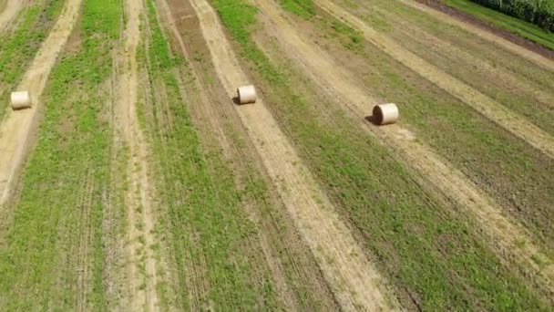 Luftaufnahme eines grün-orangen Feldes mit runden Strohgarben aus Heu. 4k-Video — Stockvideo
