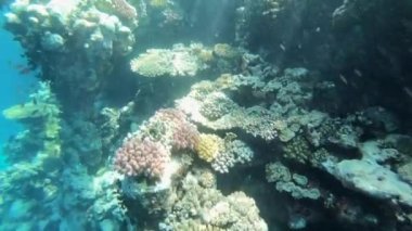 Kızıldeniz renkli balık ile yavaş hareket sualtı görüntüleri