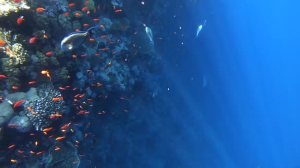 화려한 물고기와 홍 해에 수 중 장면 슬로우 모션 — 비디오