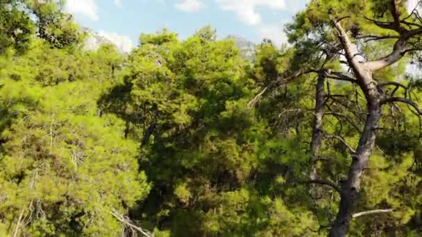 土耳其贝尔格莱德村庄山区和海岸国家公园鸟图 — 图库视频影像