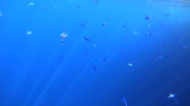 Kızıldeniz renkli balık ile yavaş hareket sualtı görüntüleri