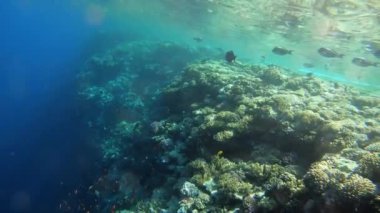 Kızıldeniz renkli balık ile yavaş hareket sualtı görüntüleri