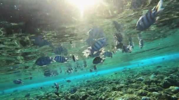 Filmagem subaquática em câmera lenta no mar vermelho com peixes coloridos — Vídeo de Stock