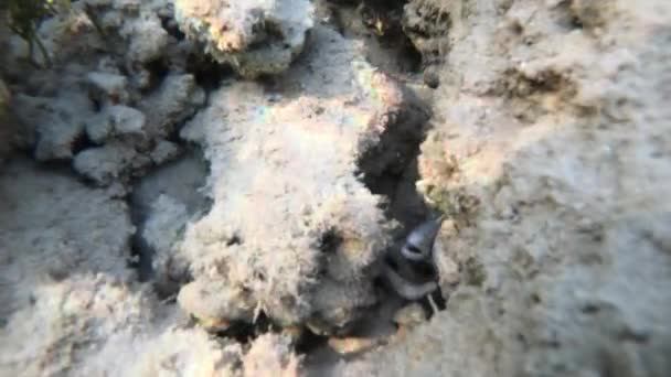 Moray e 'scappata dalla roccia. Sparatoria subacquea — Video Stock