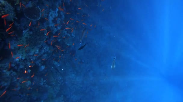 Filmagem subaquática em câmera lenta no mar vermelho com peixes coloridos — Vídeo de Stock