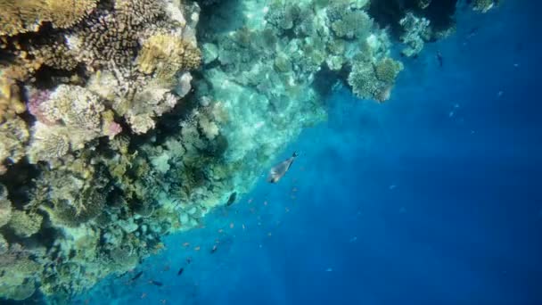 Медленное движение подводной съемки в красном море с красочными рыбами — стоковое видео