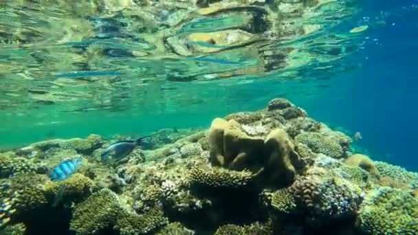Imágenes submarinas de cámara lenta en el mar rojo con peces de colores — Vídeos de Stock