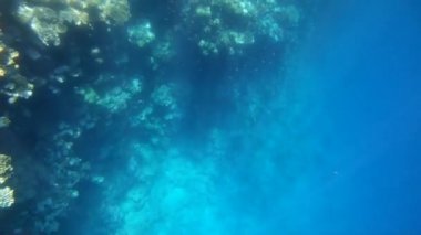 Kızıldeniz renkli balık ile yavaş hareket sualtı görüntüleri