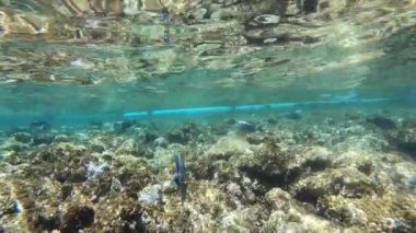 Renkli tropikal mercan resifleri güzel sualtı sakinleri, renkli balık ve mercan Red Sea, Mısır tropik resif içinde. Bir sualtı fotoğraf makinesi ile periyodik bir dalış dışarı olarak film