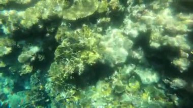 Kızıldeniz renkli balık ile yavaş hareket sualtı görüntüleri