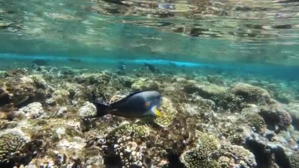 Медленное движение подводной съемки в красном море с красочными рыбами — стоковое видео