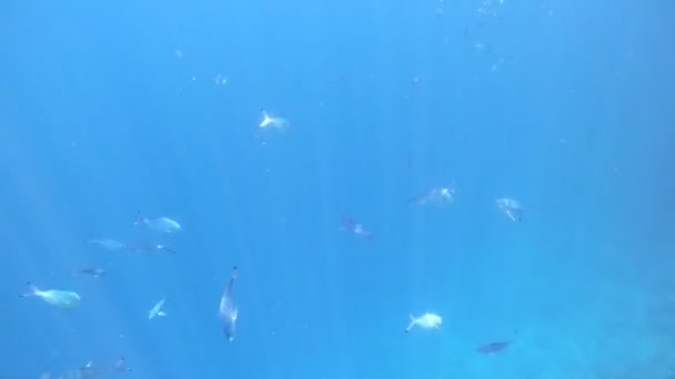 Imágenes submarinas de cámara lenta en el mar rojo con peces de colores — Vídeo de stock