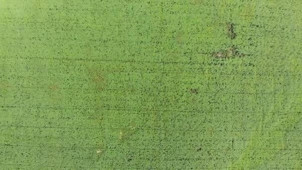 Vue de dessus sur le champ de tournesol depuis le drone — Video
