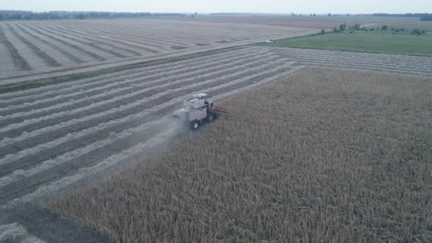 Vista dall'alto di una mietitrebbia, che lavora in campo e falcia il grano — Video Stock