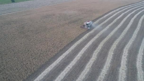 Draufsicht auf einen Mähdrescher, der auf dem Feld arbeitet und Weizen mäht — Stockvideo