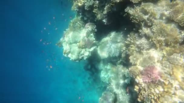 Повільний рух підводних кадрів у червоному морі з різнокольоровими рибами — стокове відео