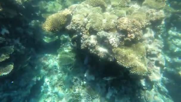 Filmagem subaquática em câmera lenta no mar vermelho com peixes coloridos — Vídeo de Stock