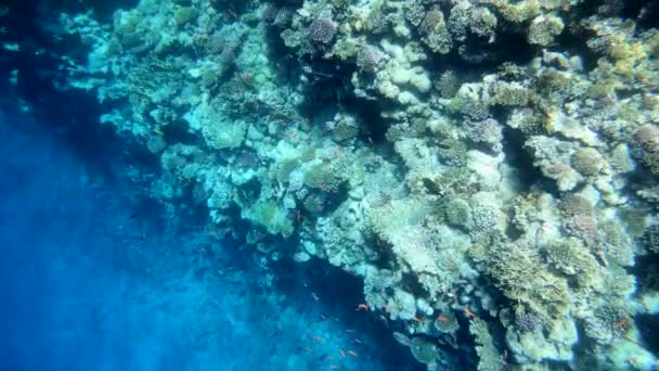 Slow motion undervattens bilder i Röda havet med färgglada fiskar — Stockvideo