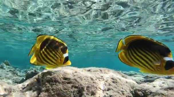 Filmagem subaquática em câmera lenta no mar vermelho com peixes coloridos — Vídeo de Stock