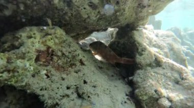 Kızıldeniz renkli balık ile yavaş hareket sualtı görüntüleri
