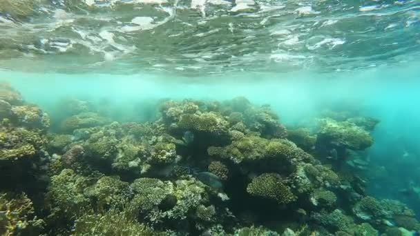 Медленное движение подводной съемки в красном море с красочными рыбами — стоковое видео