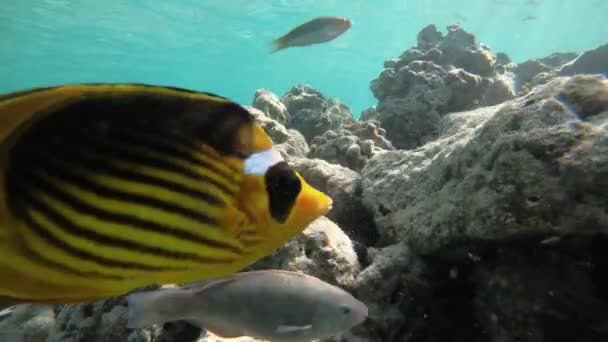 Slow motion onderwater beelden in de rode zee met kleurrijke vissen — Stockvideo