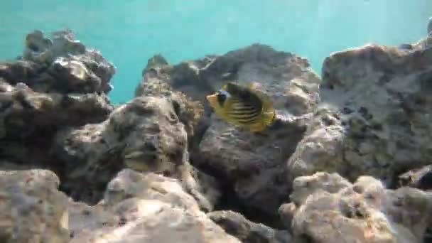 Langsom bevægelse under vandet optagelser i det røde hav med farverige fisk – Stock-video