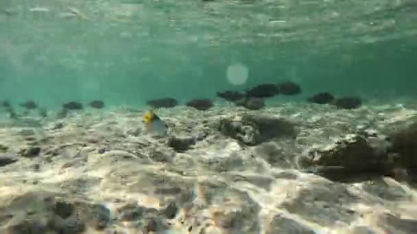 Filmagem subaquática em câmera lenta no mar vermelho com peixes coloridos — Vídeo de Stock