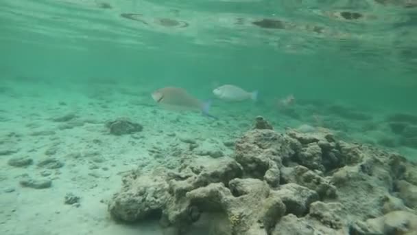 Медленное движение подводной съемки в красном море с красочными рыбами — стоковое видео