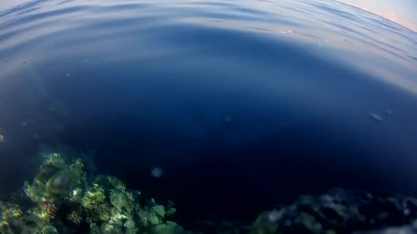 La caméra sous-marine plonge du ponton dans l'eau et pénètre dans la profondeur avec des récifs coralliens, des poissons colorés, l'Egypte, la mer Rouge — Video