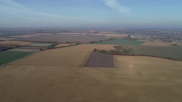 Lucht zicht op een tarweveld — Stockvideo