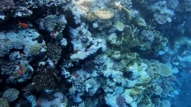 Filmagem subaquática em câmera lenta no mar vermelho com peixes coloridos — Vídeo de Stock