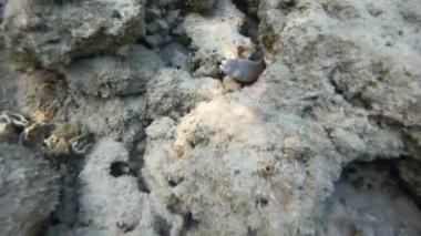 Moray yılan kaya dışında. Sualtı çekim