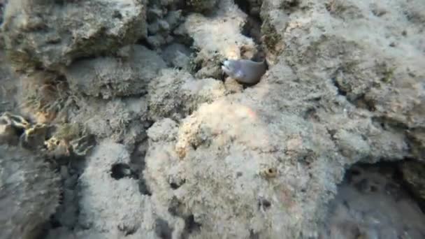 Moray anguilas fuera de la roca. Disparos submarinos — Vídeos de Stock