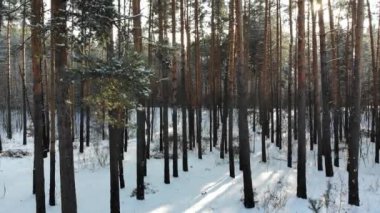 karlı bir ormanda bir kırsal manzara, Ukrayna üzerinden uçan 4 k anteni