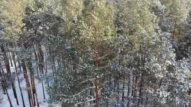 田園風景、ウクライナの美しい雪に覆われた森の上を飛んでの 4 k のアンテナ — ストック動画