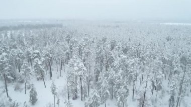 karlı bir ormanda bir kırsal manzara, Ukrayna üzerinden uçan 4 k anteni