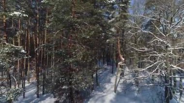 karlı bir ormanda bir kırsal manzara, Ukrayna üzerinden uçan 4 k anteni